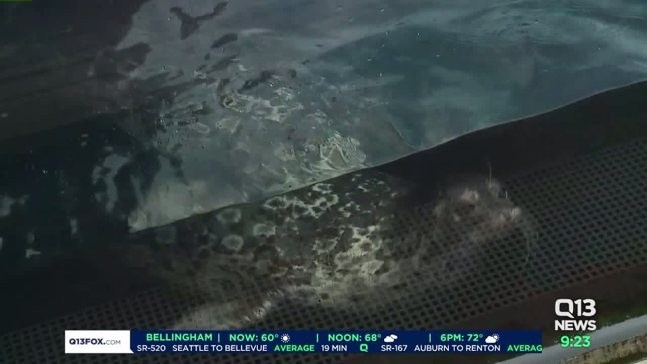 Raising Awareness for Marine Conservation with the Seattle Seawolves