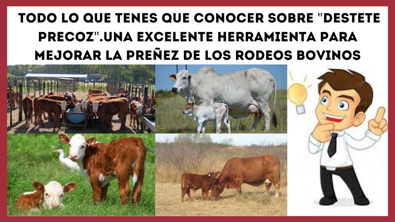 🔴 APRENDE SOBRE DESTETE PRECOZ Y COMO IMPACTA SOBRE LA PRODUCTIVIDAD Y EFICIENCIA GANADERA