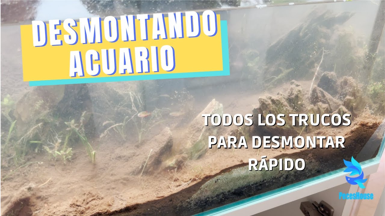 DESMONTANDO ACUARIO || Reinicia tu acuario sin estrés
