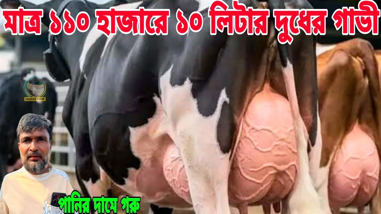 মাত্র ১১০ হাজারে ১০ লিটার দুধ ও মাত্র ১২৫ হাজারে ১২ লিটার দুধের গাভী! বাচ্চাছাড়া রানিং দুধের কালেকশন