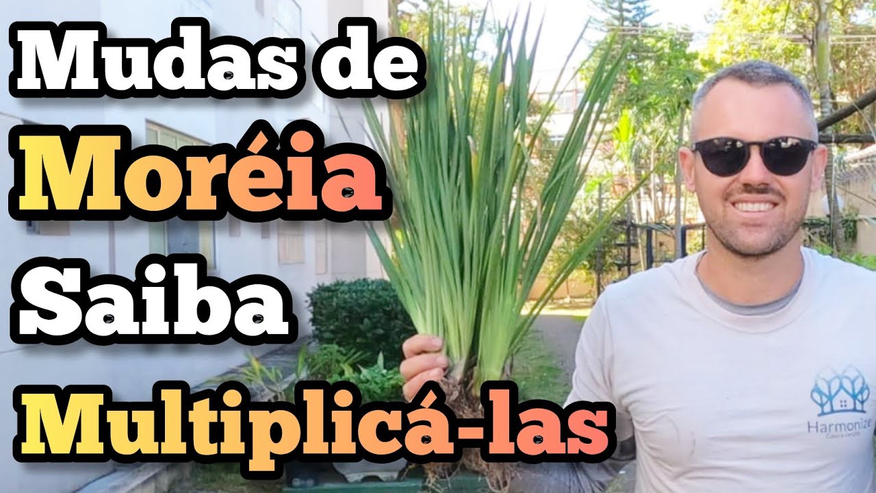 Moreia Planta /Como Fazer Mudas/ Divis&atilde;o de Plantas por Touceiras / Aprenda Multiplicar suas Plantas