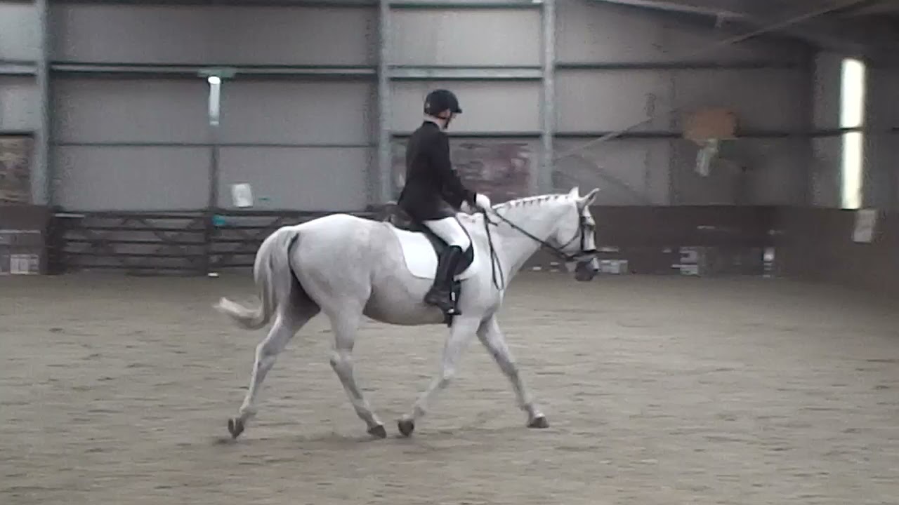 British Dressage | Intro C walk & trot test | whisper & lee | dressage adventure videos |