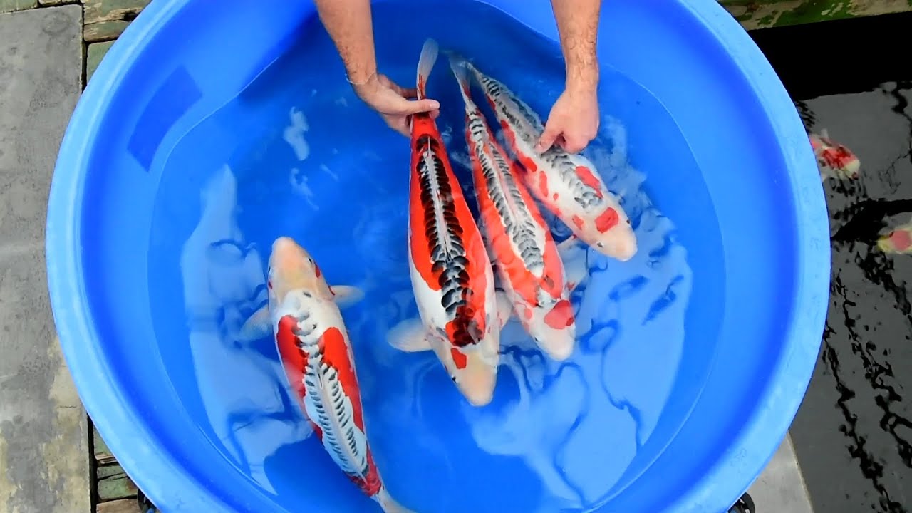 Modern Koi Blog #1041 - Varietät Shusui im Detail erklärt