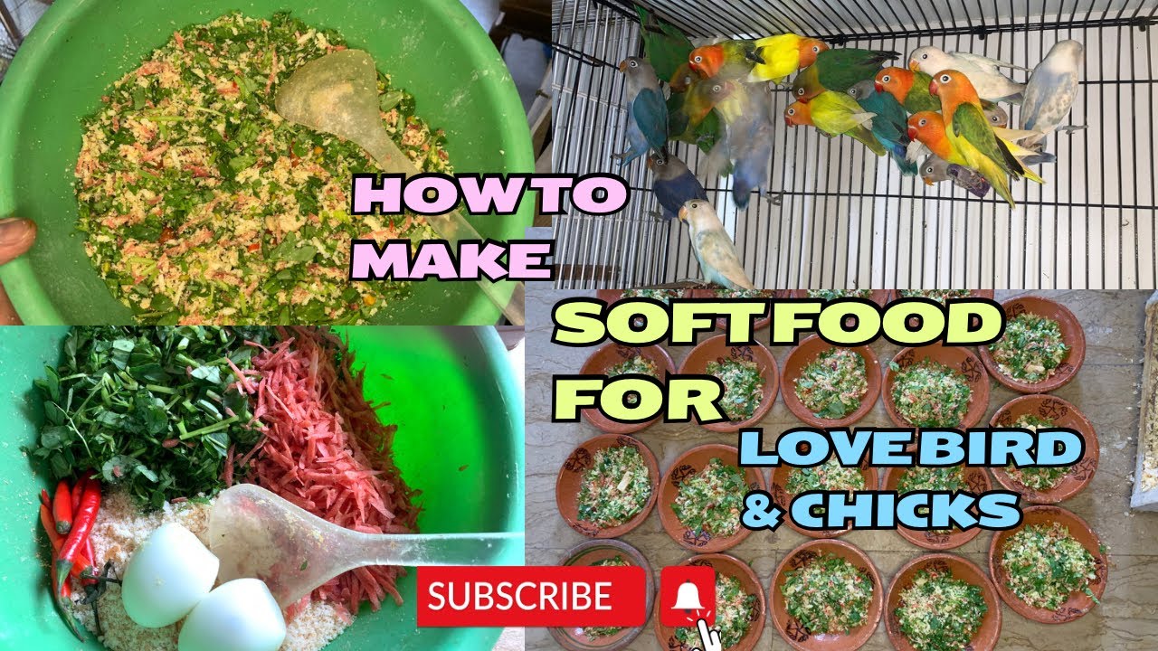 How to make soft food for Lovebirds and Chicks | love birds searching new home | Hani Planet