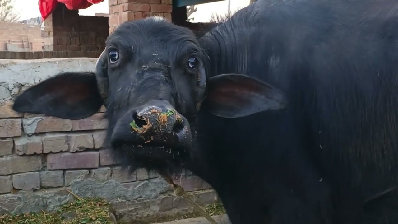 پیورنیلی کی باکھڑی جھوٹیاں برائےفروخت#NiliRave Buffalos forsale in punjab on YouTubesale 03065110914