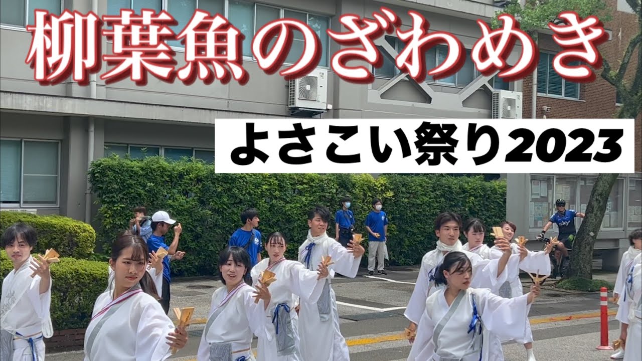 柳葉魚のざわめき　よさこい祭り　2023年