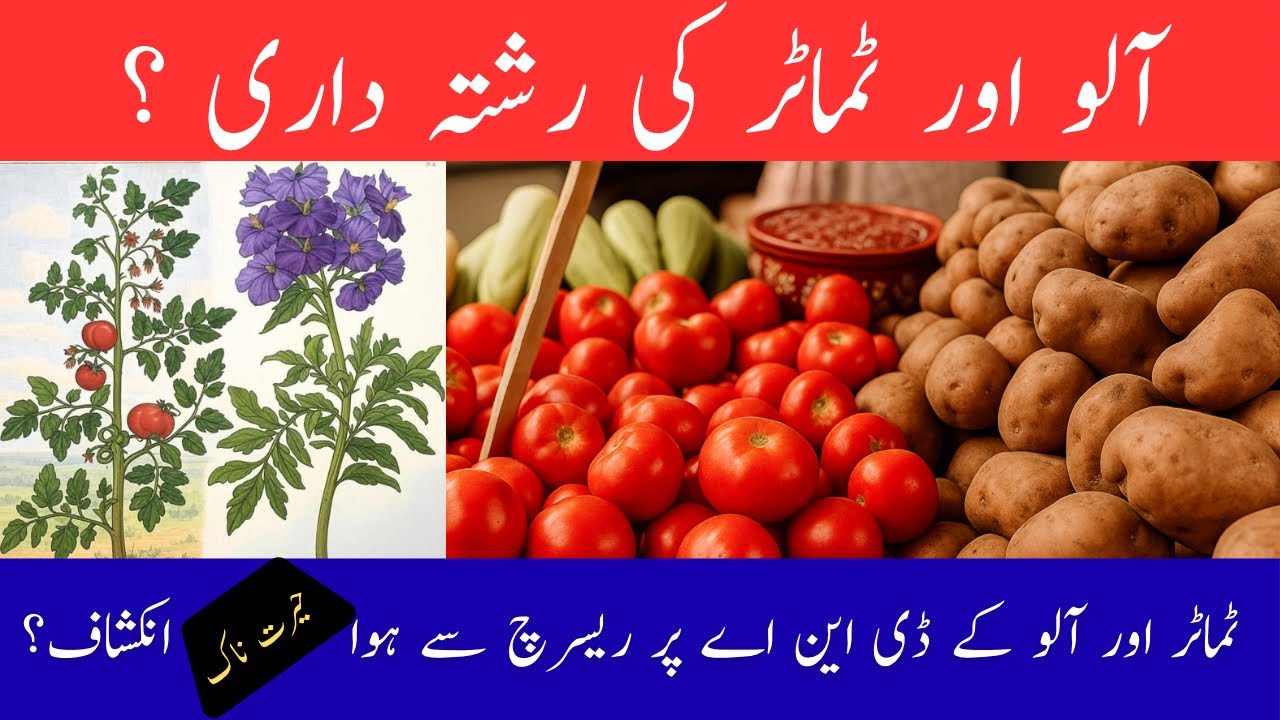 The Bond Between Tomato and Potato | A Tasty story 
