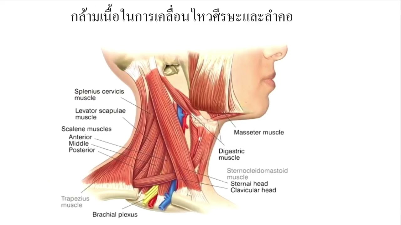 EP.1: Share to Nurse:ระบบกล้ามเนื้อ:กายวิภาคศาสตร์สำหรับนักศึกษาพยาบาล  ปี 1