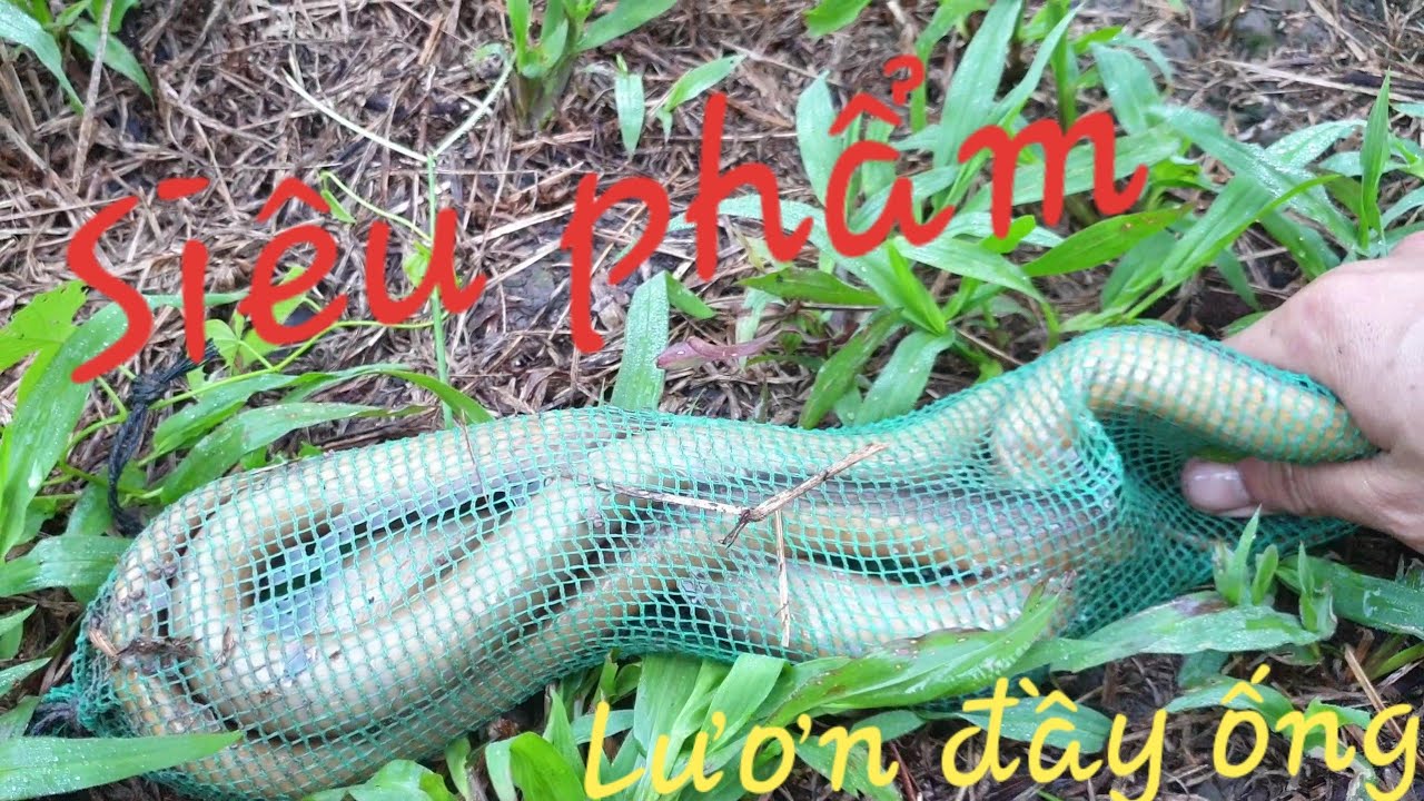 Mương nước sâu. Thăm trúm mà run tay, lươn nghẹt ống luôn | Săn bắt SÓC TRĂNG |
