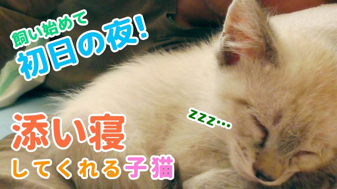 飼った初日の夜から添い寝してくれる子猫