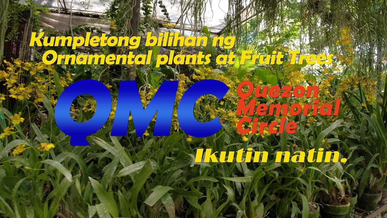 Kumpletong bilihan ng Ornamental Plants and Fruit-Bearing Trees, Ikutin natin