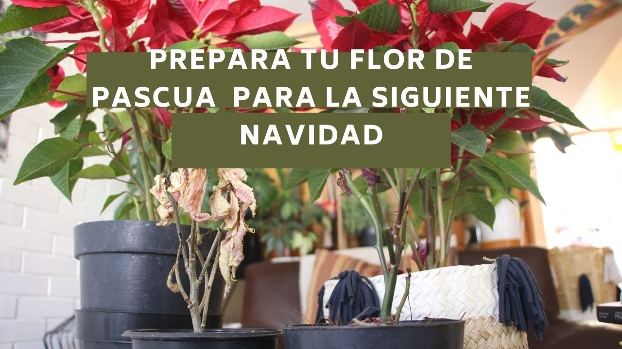 Cómo cuidar tu nochebuena para que florezca de nuevo