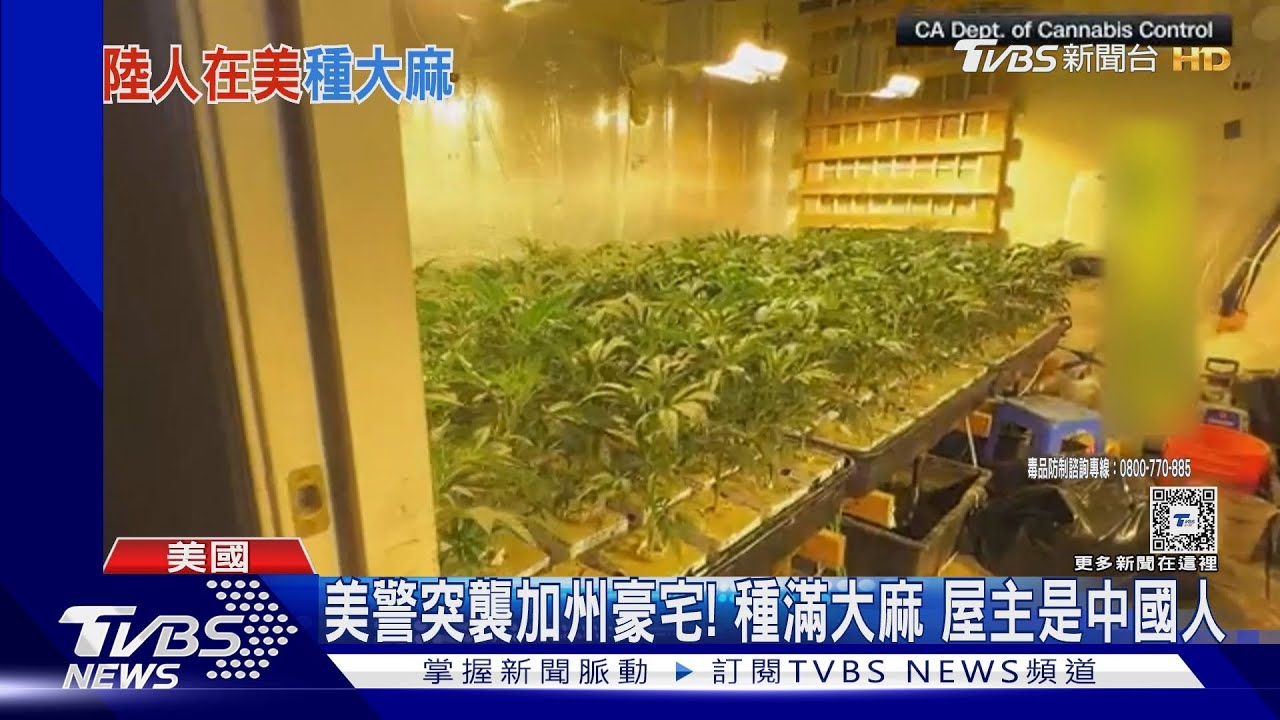 美警突襲加州豪宅! 種滿大麻 屋主是中國人｜TVBS新聞 @TVBSNEWS01