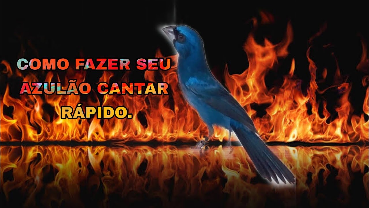 COMO  FOGUEAR AZULÃO  PARA CANTAR MUITO.