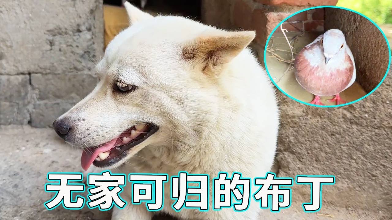 布丁这怂货没救了！家被偷后吓得不敢回，孤零零睡在外面！【天下一场梦】