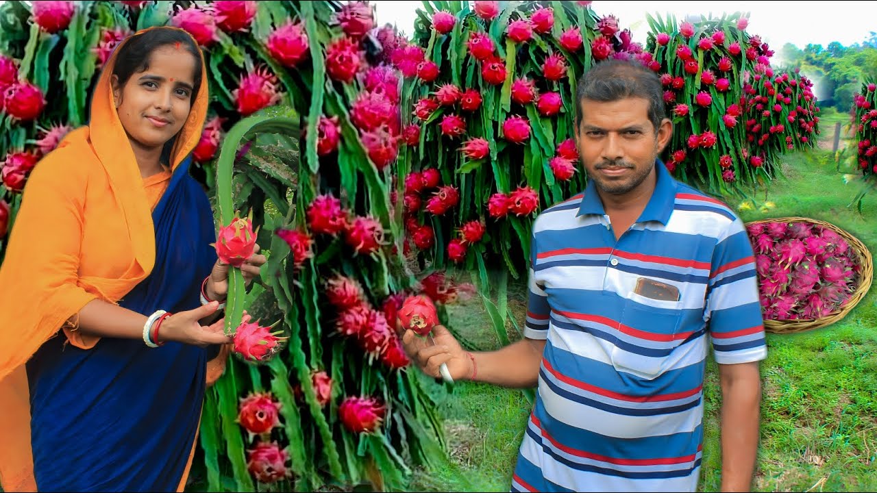 বাড়িতে গিয়ে হাতে কলমে ড্রাগন চাষ মেদিনীপুরে এই প্রথম। dragon fruit recipe