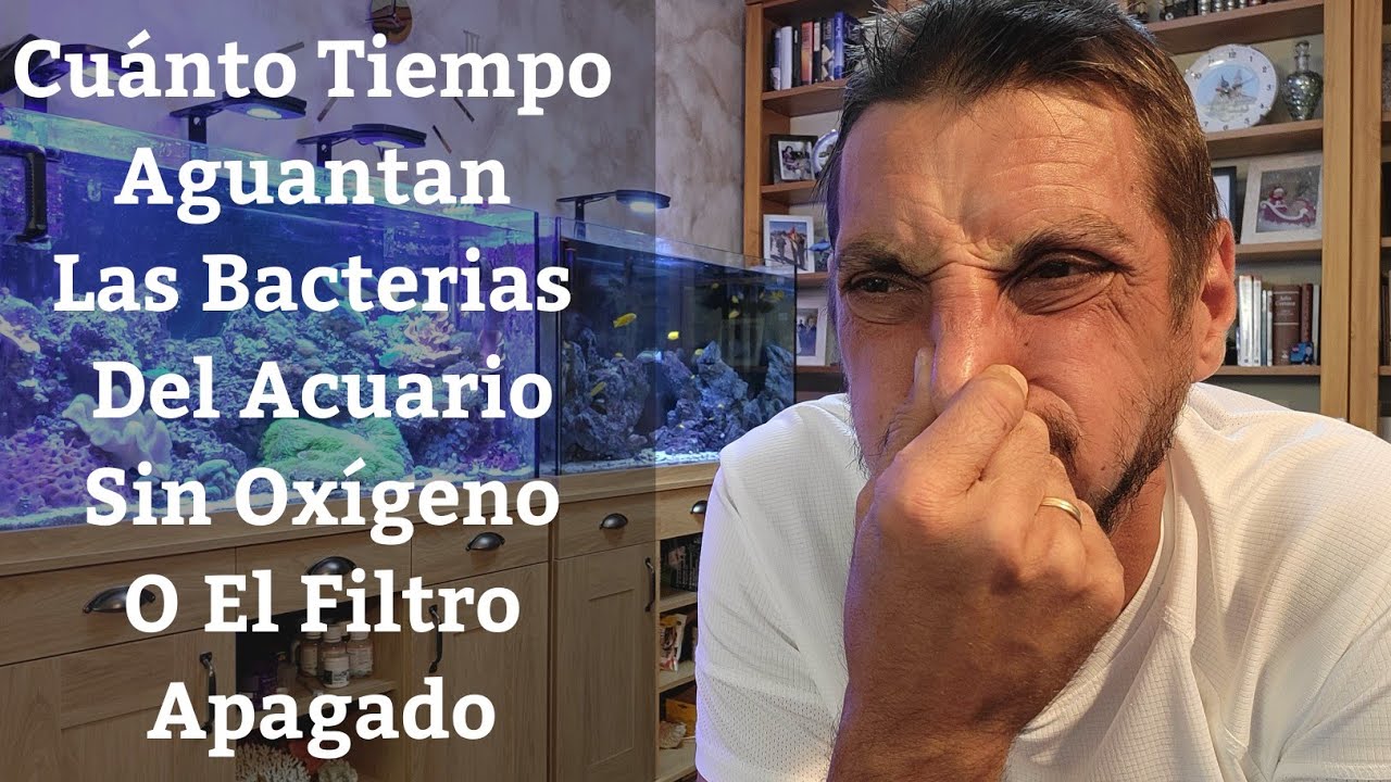 🔵 Cuánto Tiempo Aguantan Las Bacterias Del Acuario Sin Oxígeno O El Filtro Apagado (Acuarios MB)
