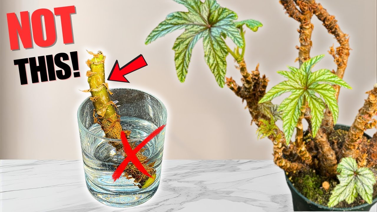 Don’t Propagate Upright Rhizomes Upright!