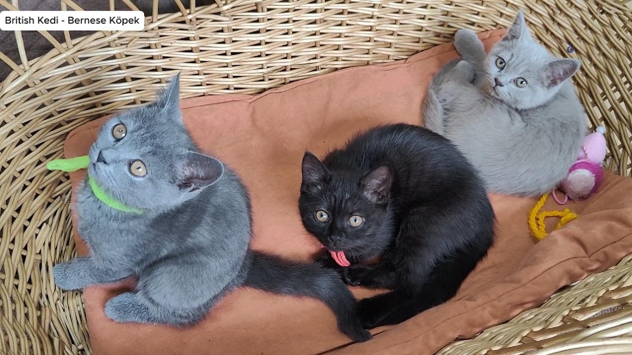 Yavru Kedi Gecenin 4. Ay Ser&uuml;veni B&ouml;l&uuml;m 3 🐱 Şaşırtan B&uuml;y&uuml;me Hikayesi 👍💯G&uuml;n G&uuml;n B&uuml;y&uuml;yen Sevimli Dost