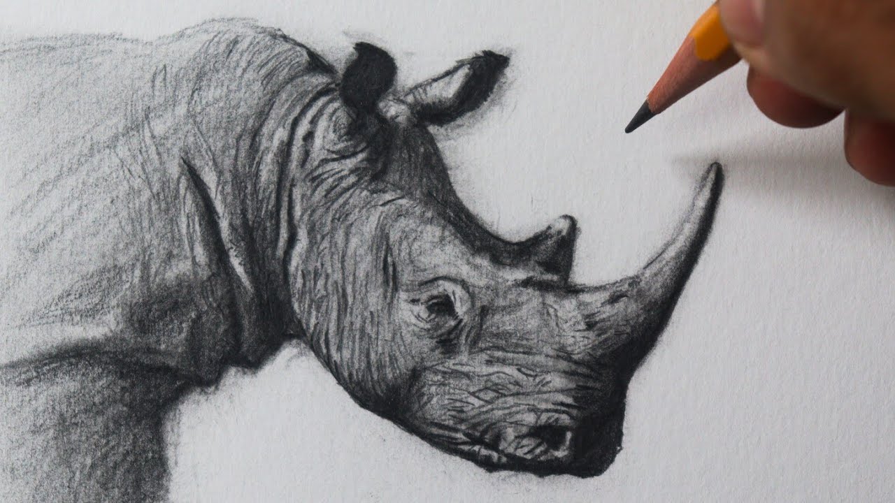 Como desenhar um Rinoceronte PASSO A PASSO narrado
