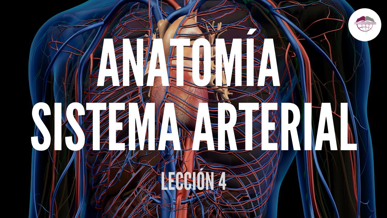 4. ANATOMÍA SISTEMA ARTERIAL (ESTRUCTURA Y FUNCIÓN DEL SISTEMA CARDIOVASCULAR)
