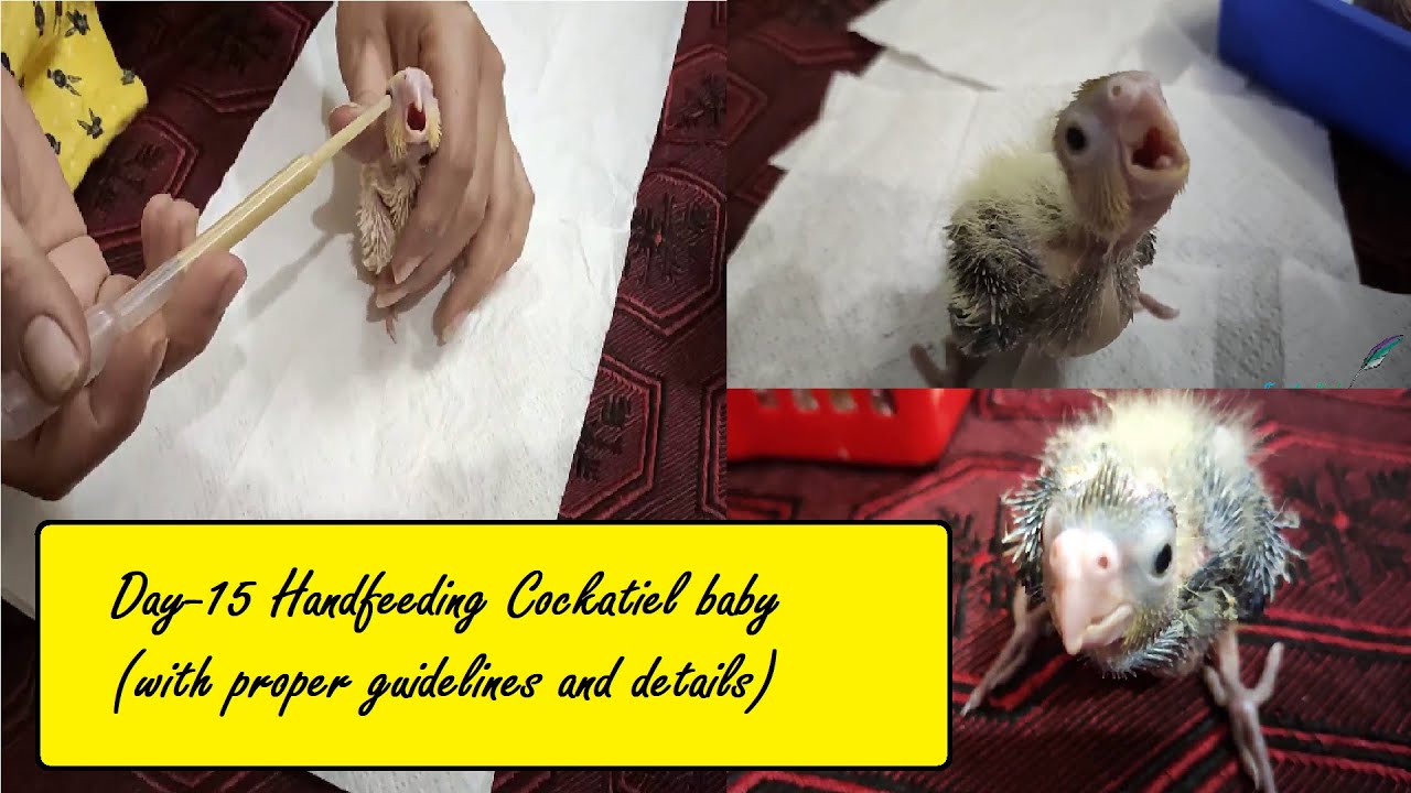 How to handfeeding Cockatiel chick(15days old) | Proper guide to feeding chick | Hand feeding series