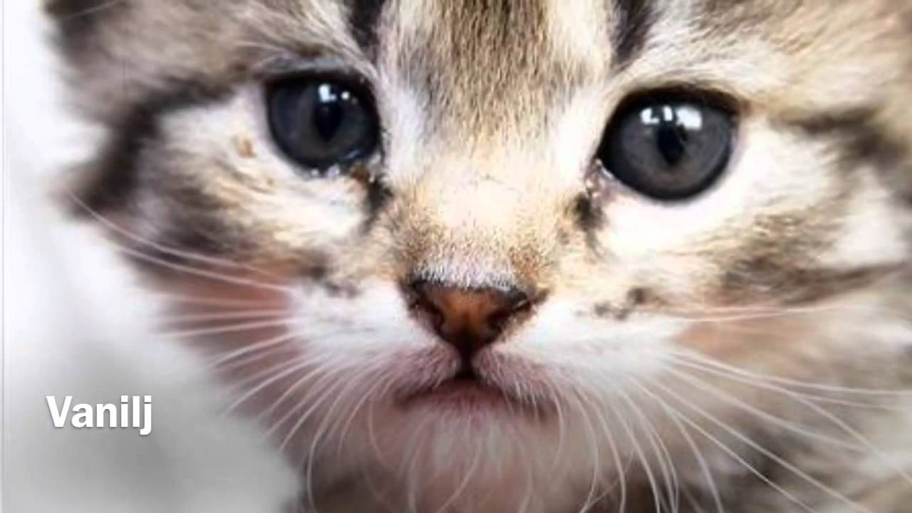 Kks, kattkommando syd, heml&ouml;sa katter i sk&aring;ne