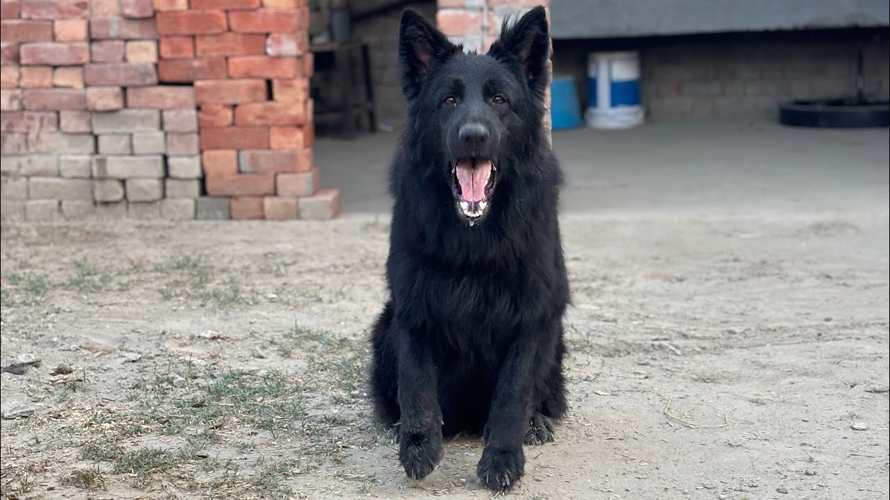 Z-Black Long Coat German 🇩🇪 Shepherd In India 🇮🇳