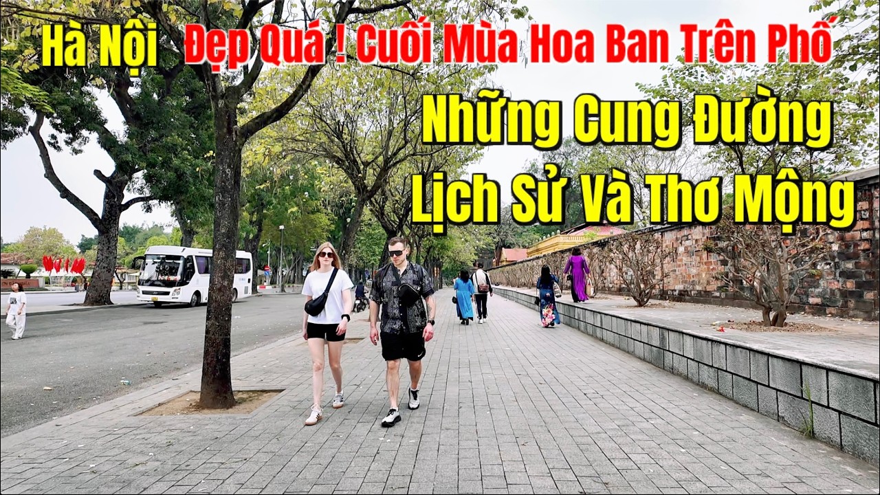 Hà Nội Đẹp Quá ! Cuối Mùa Hoa Ban Trên Phố | Những Cung Đường Lịch Sử Và Thơ Mộng
