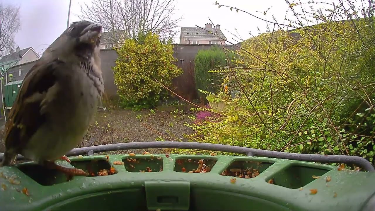 Backyard Bird Gathering | Starlings, House Sparrows & Blue Tits @LittleFlyers-ie 
