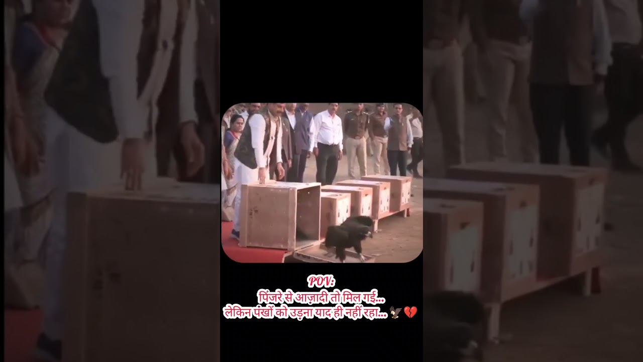 MP CM Mohan Yadav ने Rare Vulture को किया आज़ाद&hellip; लेकिन वह उड़ना भूल गया 🦅 #Vulture