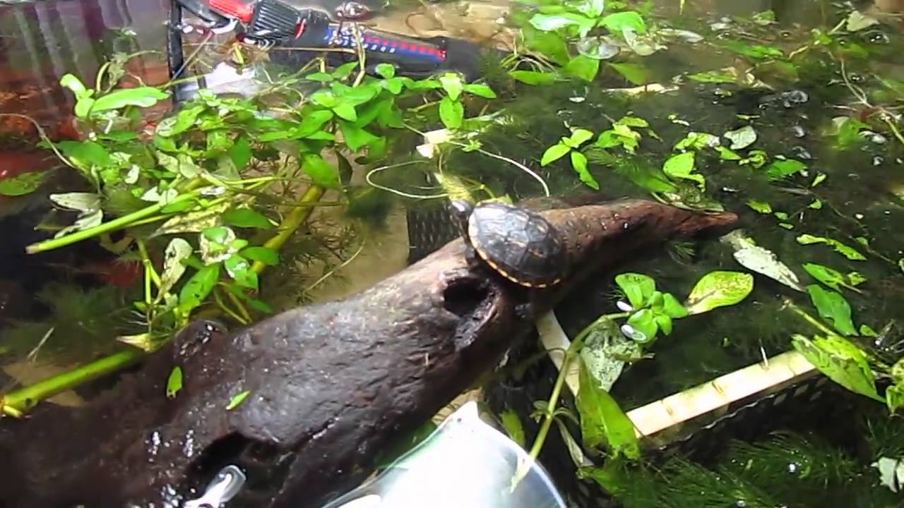 Seven Mud Turtle Hatchlings - September 10, 2010