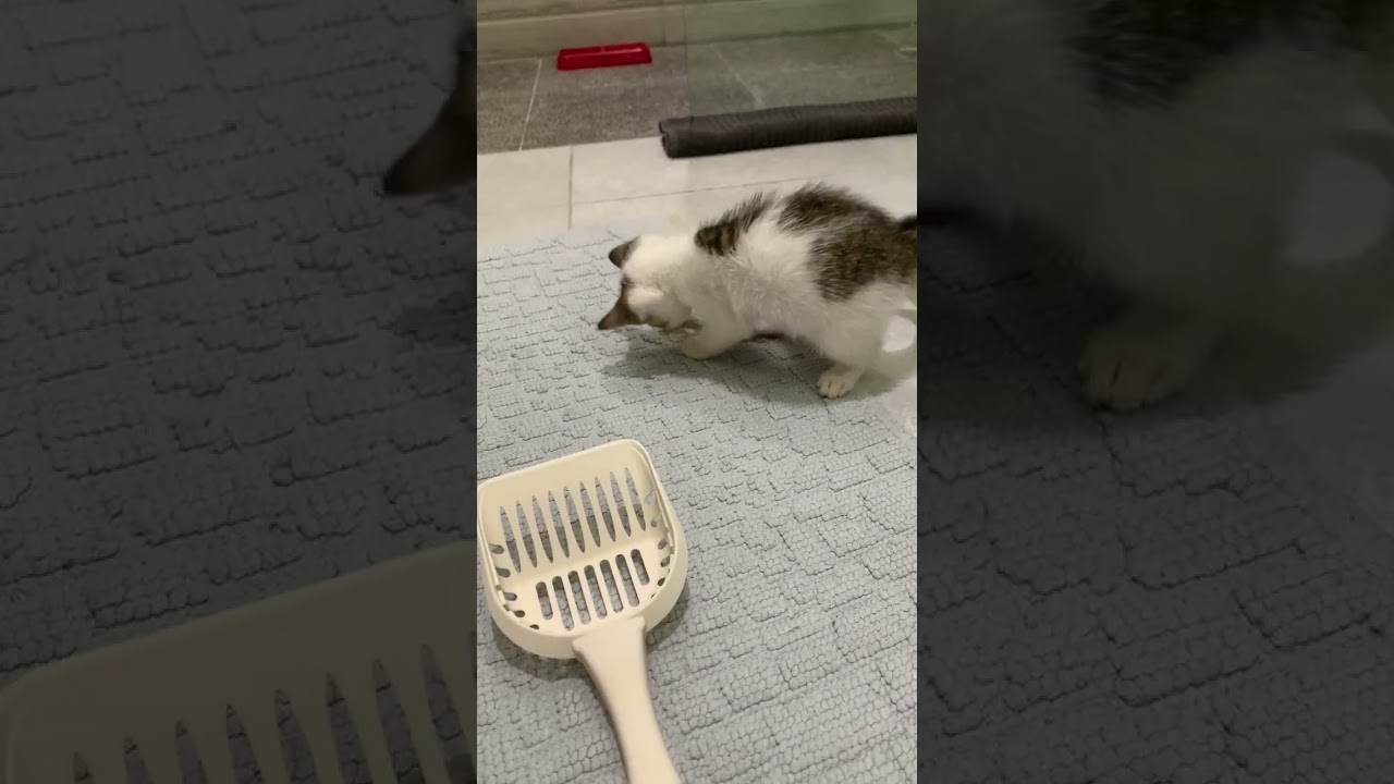 Frank The Tank- A Coconut Kitten available for adoption in the Dominican Republic