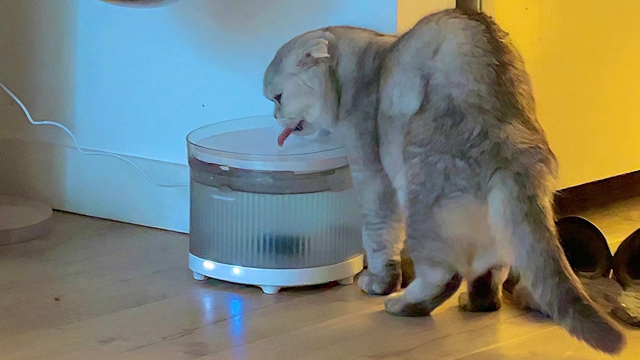 homerunPET BF10 Wireless Water Fountain. Best Water Fountain On The Market For Pets