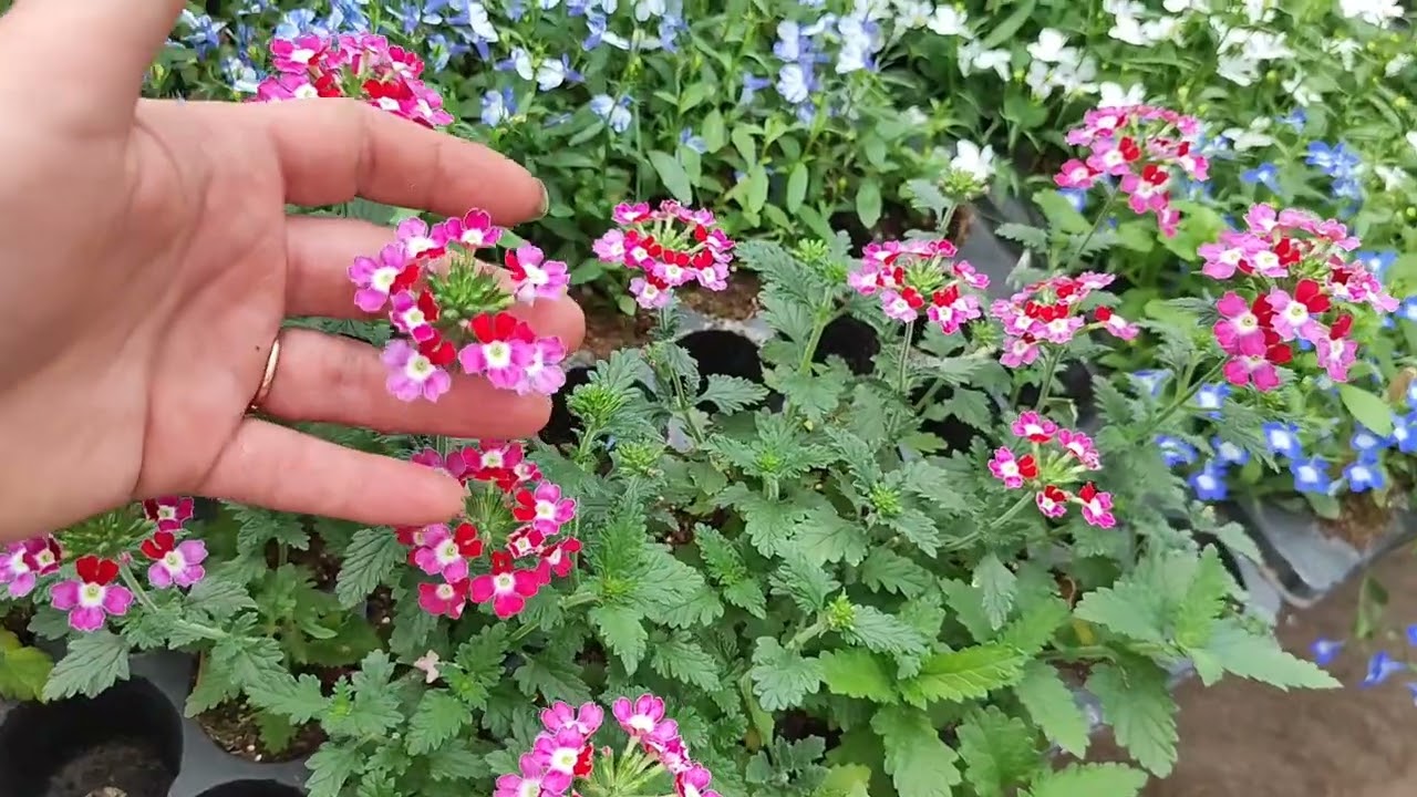 Обзор теплицы