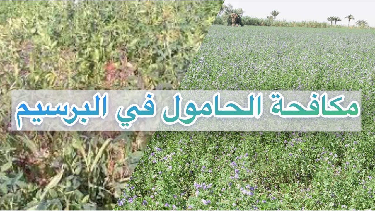 كيف تكافح حشيشة الحامول في البرسيم؟