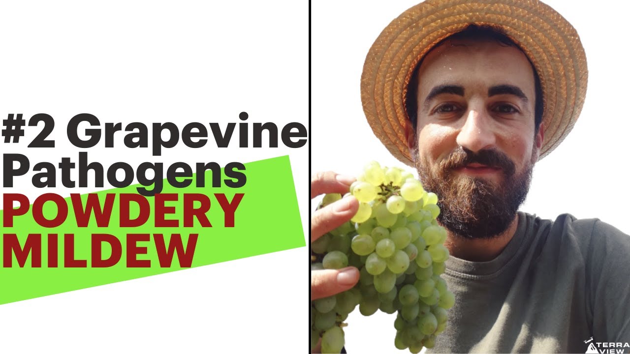 #2 Grapevine Pathogens - Powdery Mildew