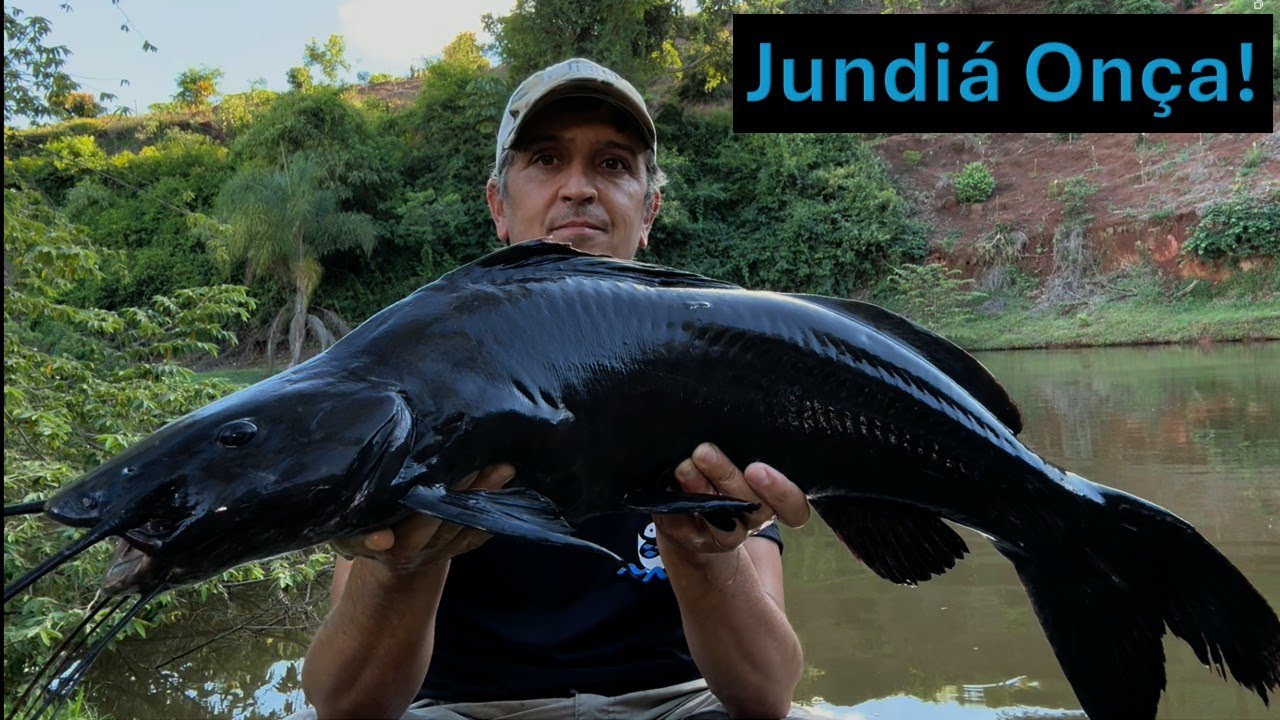 Jundi&aacute; On&ccedil;a Amaz&ocirc;nico!!