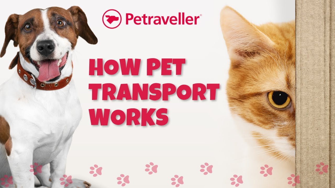 How Pet Transport Works | Inside Petraveller&rsquo;s Stress-Free Relocation Process