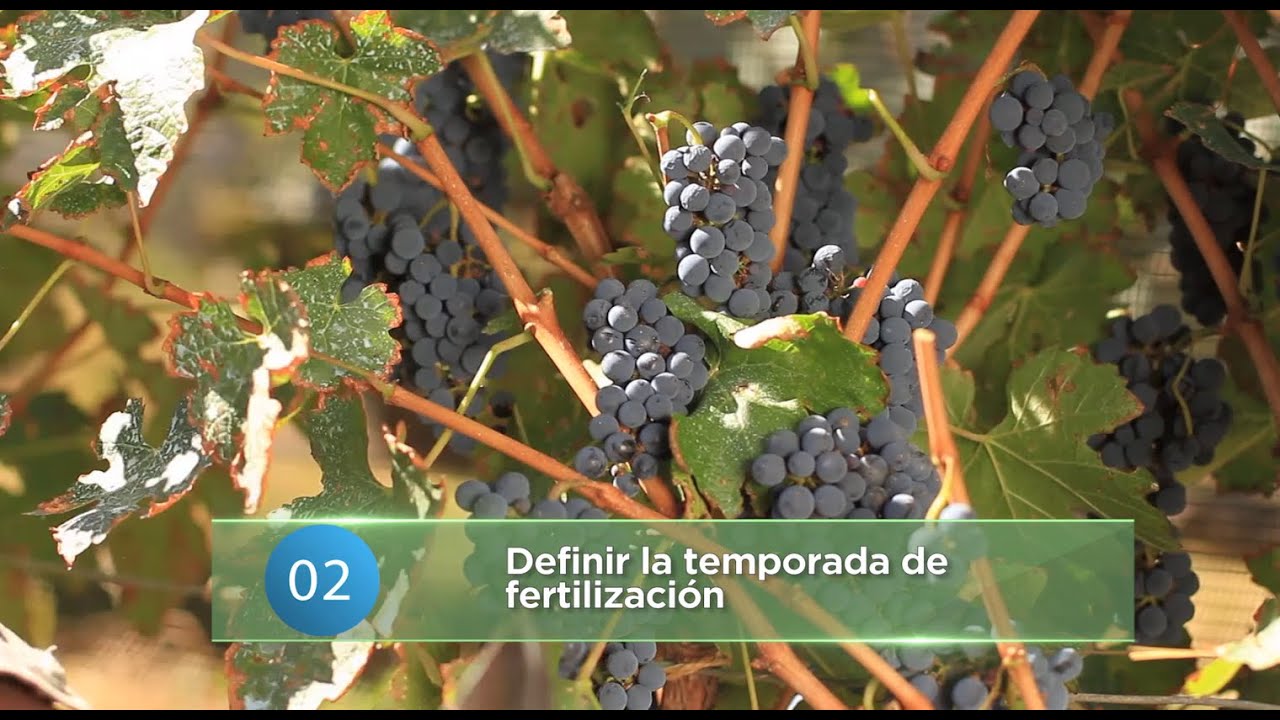Fertilización Postcosecha de la Vid