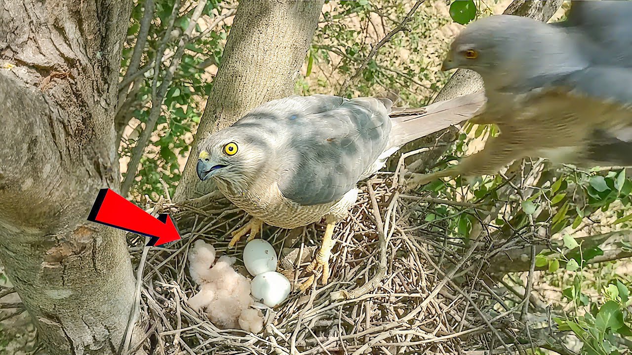 Falcon bird is standing near its babies
