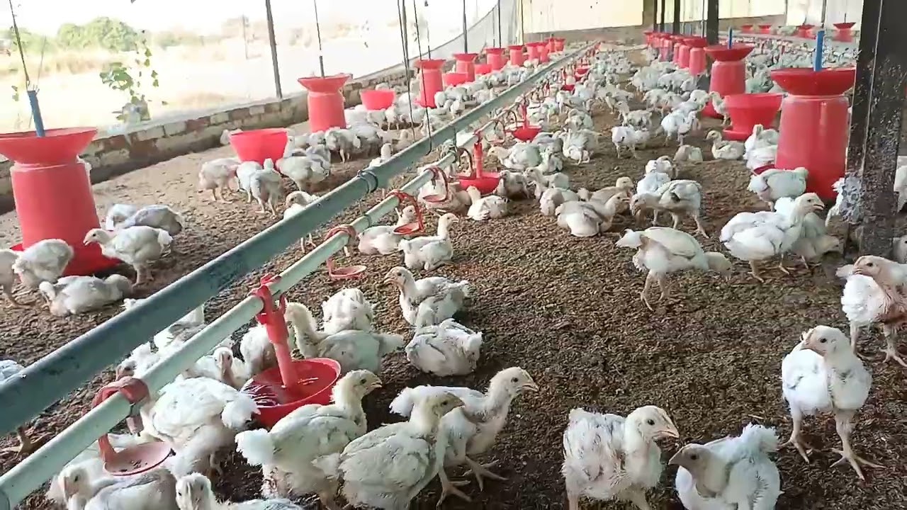 Best Drinker for poultry farming|| KS Poultry||