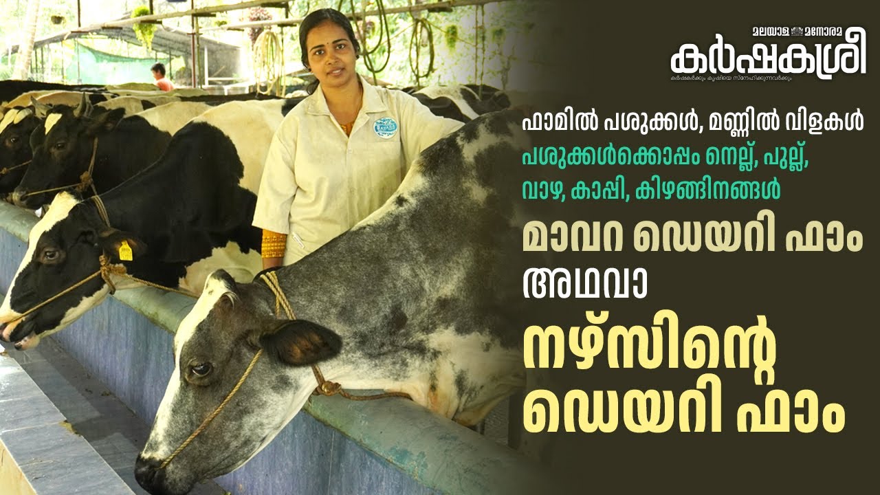 നഴ്സിന്റെ ഡെയറി ഫാം; മാതൃകയാക്കേണ്ട പരിചരണ രീതി