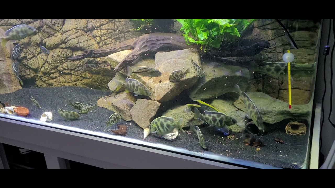 Nimbochromis Venustus Feeding Time