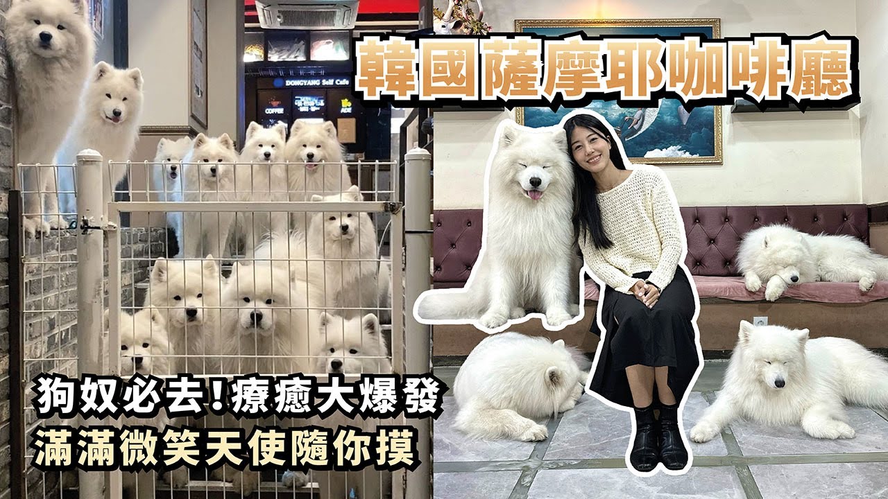 『韓國薩摩耶咖啡廳』狗奴必去！療癒大爆發，滿滿微笑天使隨你摸(薩摩耶多比Dobby is free)