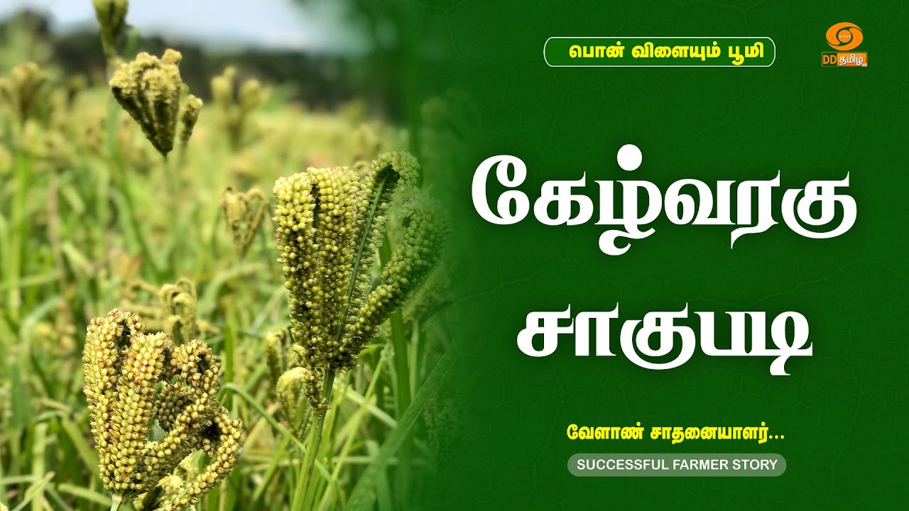 கேழ்வரகு சாகுபடி  | Successful Farmer
