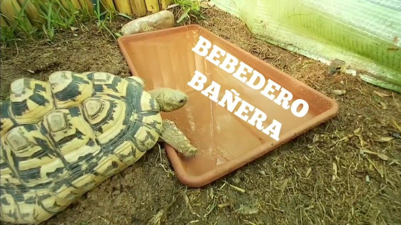 Bebedero o bañera tortuga de tierra, que le pongo y que profundidad