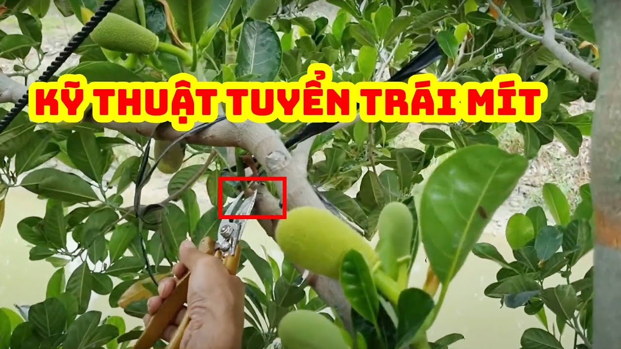 Cách tuyển trái mít ruột đỏ xơ vàng đúng cách | SIÊU THỊ CÂY GIỐNG WELOFARM