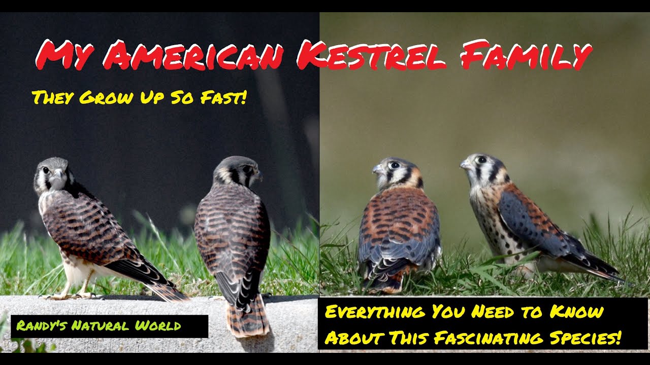 An American Kestrel Family: The first Day Out of the Nest!