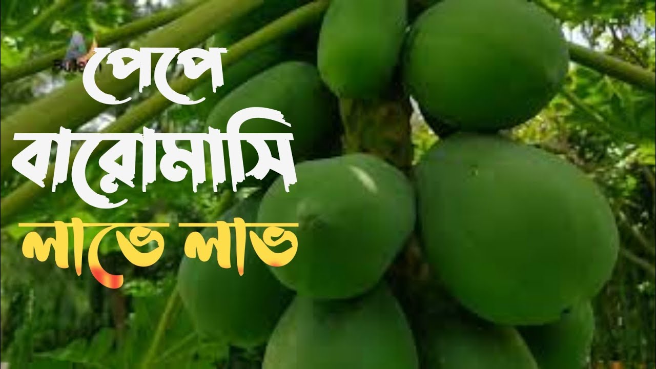 green papaya / baro mashe papaya gas / agro bulletin bangla
